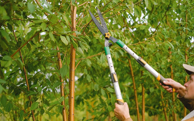 Tree trimming in Wellfleet, NE